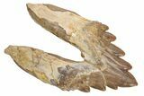 Fossil Primitive Whale (Basilosaur) Premolar Tooth - Morocco #225365-1